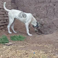 سگ گم شده|حیوانات|سبزوار, قصبه شرقی|دیوار