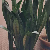 سانسوریا|گل و گیاه طبیعی|کرج, شهرک فهمیده|دیوار