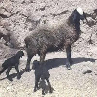 گَلـه گوسفند ابستــن و دوقلـو بره دار