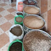 نر پلنگ|پرنده|کرمان, |دیوار