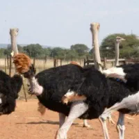 فروش شترمرغ ۱۰ ماهه