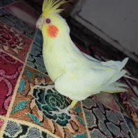 جفت عروس هلندی