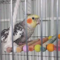 عروس هلندی به همراه قفس