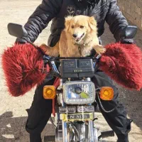 سگ نژادپاکوتا|سگ|اراک, |دیوار