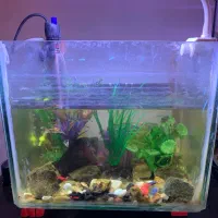 آکواریوم با لوازم و ماهی|ماهی|خاوران, |دیوار