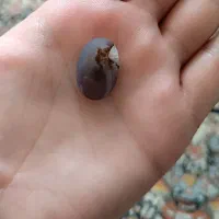 از دل طبیعت به عزیزانت هدیه بده|جواهرات|زابل, |دیوار