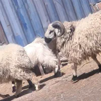 بره چاق چاق|حیوانات مزرعه|بم, |دیوار