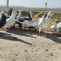 کفتر المانی