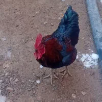 مرغ و خروس خانگی