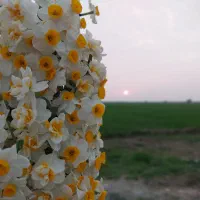 گل نرگس شهلای بهبهان