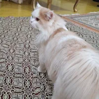 گربه پرشین کلاسیک