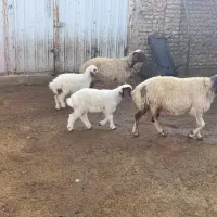 2عدد میش بره داشتی