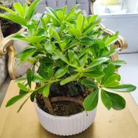 گل بنسای|گل و گیاه طبیعی|تهران, وحیدیه|دیوار