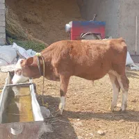 گوساله تک‌ رنگ شرابی نر