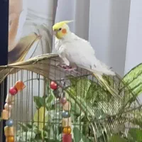 عروس هلندی لوتینو ماده با قفس