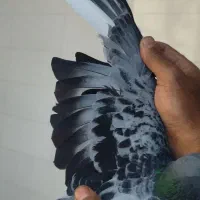 کبوتر پلاکی|پرنده|اهواز, امانیه|دیوار