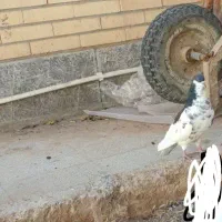 کفتر .|پرنده|راور, |دیوار