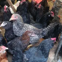 مرغ و جوجه مرندی و گلین مفت