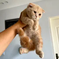 اسکاتیش کرم طلایی