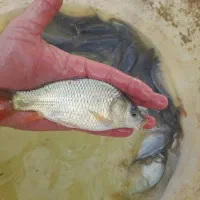 بچه ماهی قزلآلا کپورطلایی|ماهی|آمل, |دیوار