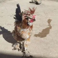 خروس|حیوانات مزرعه|نورآباد, |دیوار