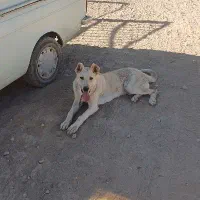 سگ گمشده در خانه باغی بین گول و آلبلاغ
