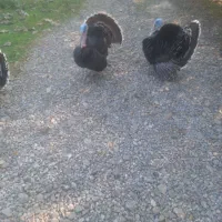 بوقلمون گوشتی|حیوانات مزرعه|شاندرمن, |دیوار