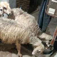 میش چاق کشتاری|حیوانات مزرعه|شوشتر, |دیوار