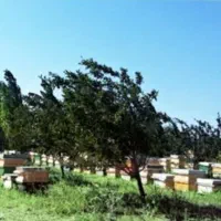 باغ-و-زمین-3-هکتاری-در-فندقلو-اردبیل