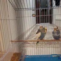 فروش مرغ عشق