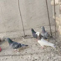 چند عدد پرنده|پرنده|هامون, |دیوار