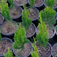 نوکدار کامیس