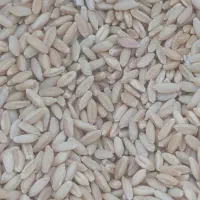 فروش گندم بذری رقم واران