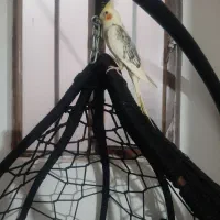 عروس هلندی