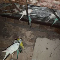 مرغ عشق|پرنده|بم, |دیوار