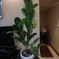 گلهای دیفن باخیا ،دیفن کاملیا، اگلونما ،فیکوس|گل و گیاه طبیعی|تهران, نیروی هوایی (پیروزی)|دیوار