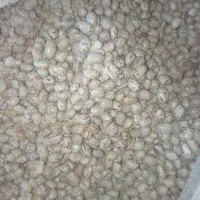 لوبیا چیتی