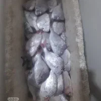 ماهی صید روز