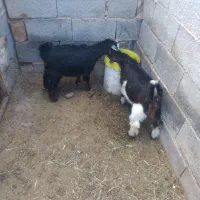 ۲۰ راس بز|حیوانات مزرعه|حنا, |دیوار