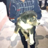 واگزاری رایگان توله|سگ|بهبهان, |دیوار