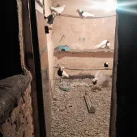 طوقی|پرنده|سنندج, |دیوار