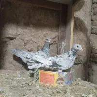 کبوتر|پرنده|کاشان, دروازه فین|دیوار