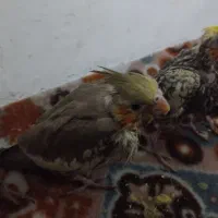 عروس هلندی سرلاکی