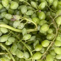 آبغوره ارگانیک