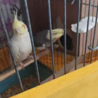 عروس هلندی مولد