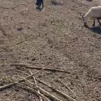 گوسفند داشتی بز|حیوانات مزرعه|سرچهان, |دیوار