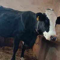 گاو و گوساله|حیوانات مزرعه|سیلوانه, |دیوار