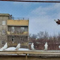 کبوتر|پرنده|سراب, |دیوار