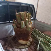 قطع وخریداری نخل و مرکبات|خدمات باغبانی و درختکاری|جهرم, |دیوار