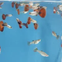 فروش ویژه ماهی گوپی|ماهی|قزوین, |دیوار